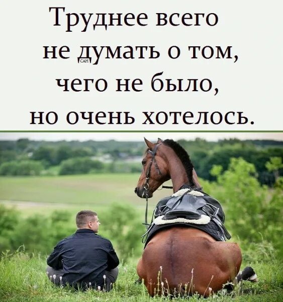 Лошадь юмор. Анекдоты про лошадей. Шутки про коней. Анекдоты про лошадь очень смешные.