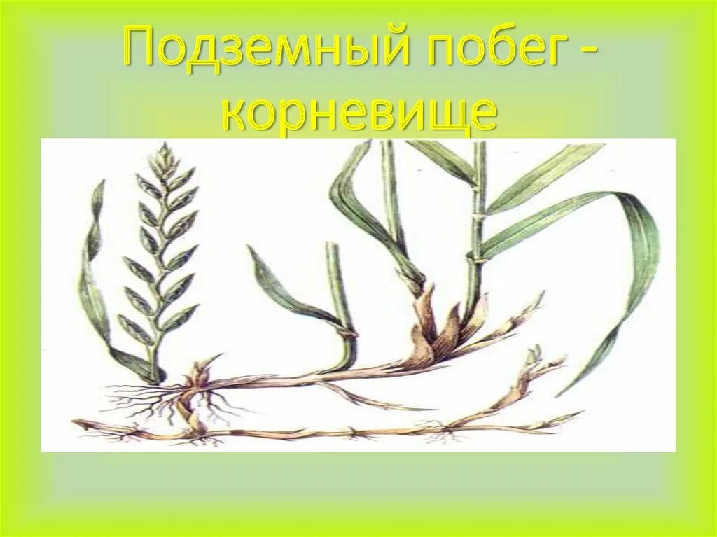 Подземными побегами являются корневища