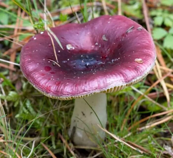 Сыроежка гриб. Сыроежка сардониксовая. Сыроежка гриб. Про сыроежку. Сыроежка съедобные грибы.