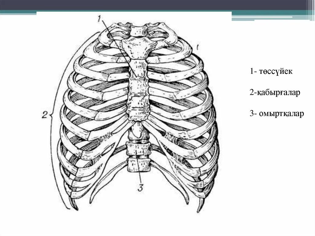 Какое строение грудной клетки. Строение грудной клетки сбоку. Грудная клетка строение анатомия. Грудная клетка с ребрами и грудиной. Схема ребер грудной клетки.