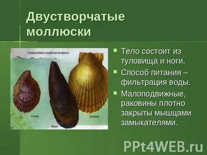 Способы питания моллюсков