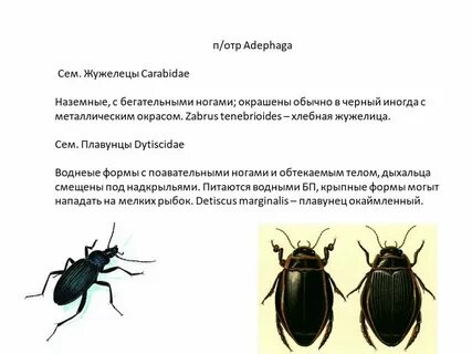 Жуки полное или неполное