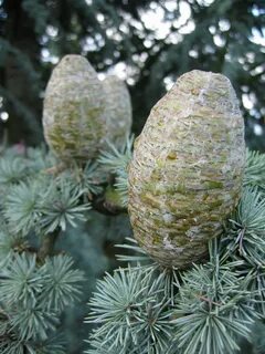 Atlas cedar