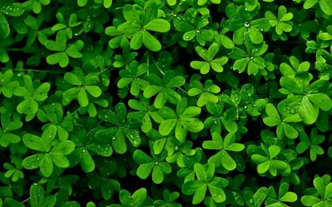 Natural plants