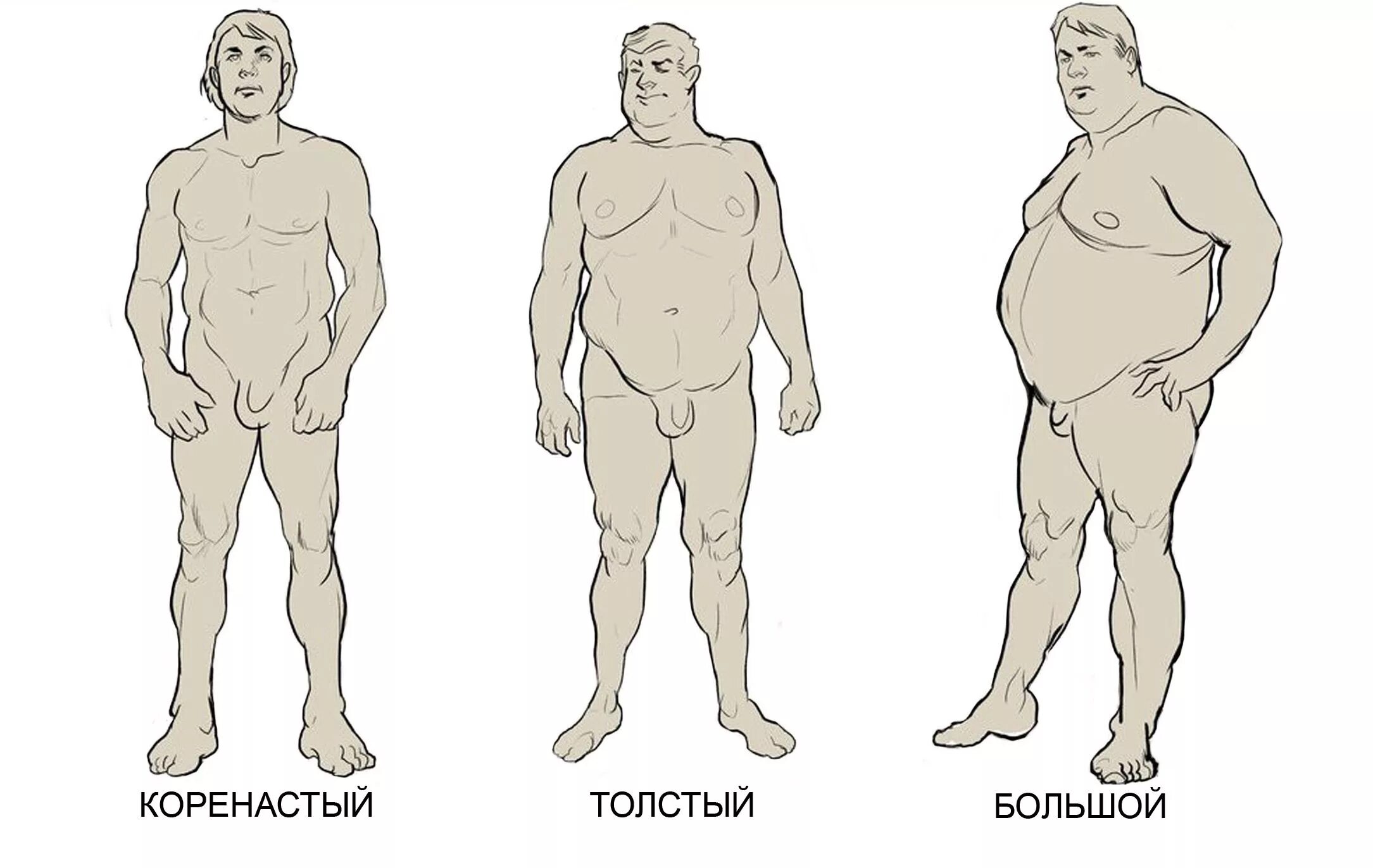 Толще значение. Эндоморфный Тип телосложения у мужчин. Телосложение типы у мужчин референс. Коренастый Тип фигуры у мужчин. Коренастый Тип телосложения.
