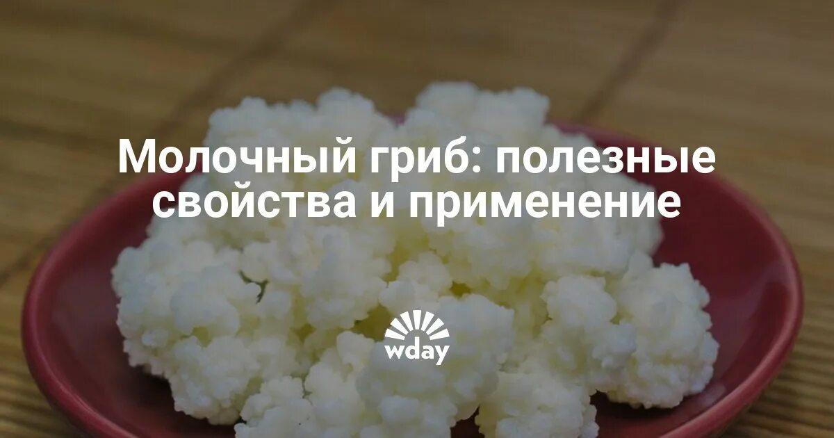 Свойство молочного гриба