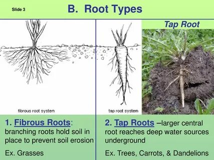 Self root root