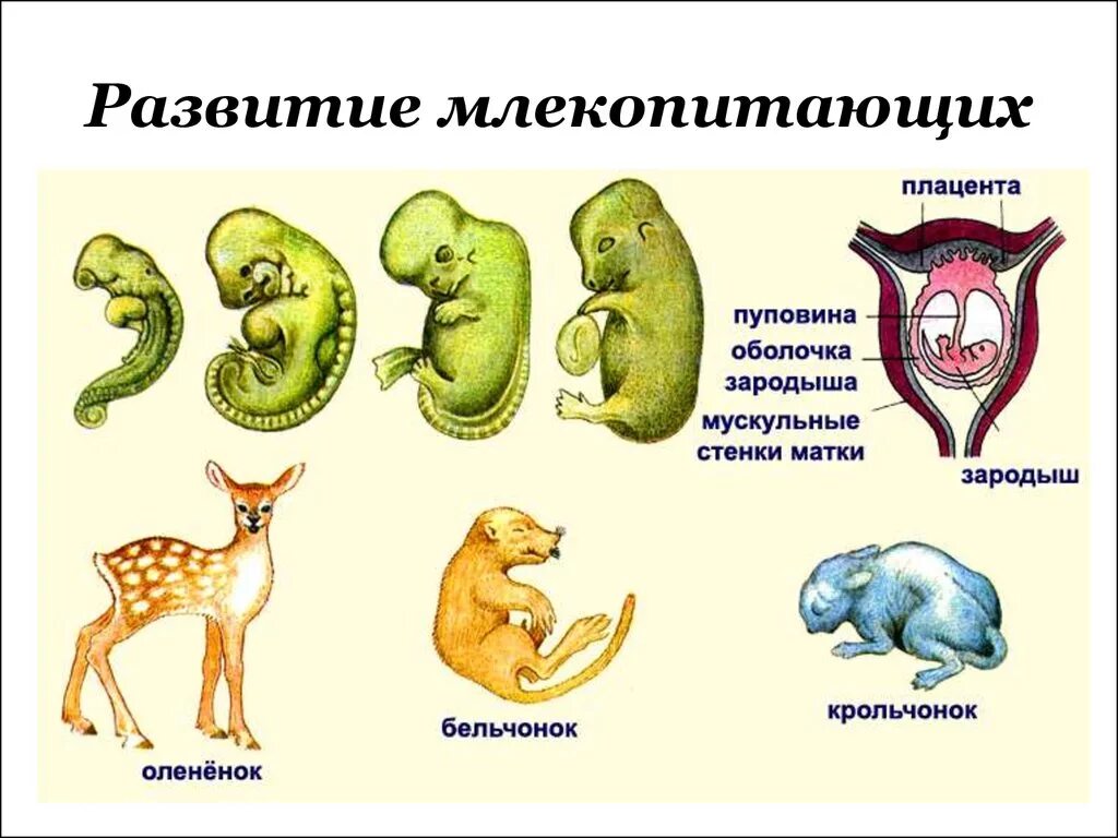 Биология 7 класс размножение и развитие млекопитающих. Схема развития млекопитающих 7 класс. Стадии развития млекопитающих 7 класс. Стадии развития млекопитающих схема.