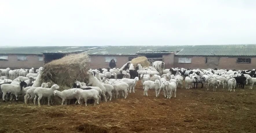 Сельхоз животных ставропольский край