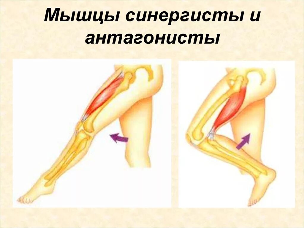Сгибающие и разгибающие мышцы. Разгибание коленного сустава мышцы. мышцы разгибатели тазобедренного сустава. мышцы сгибатели и разгибатели антагонисты синергисты. синергист двуглавой мышцы плеча.