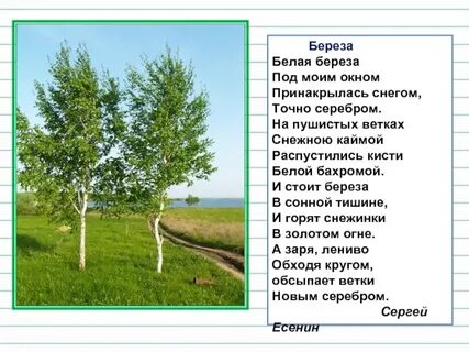 Березонька моя белая береза кудрявая