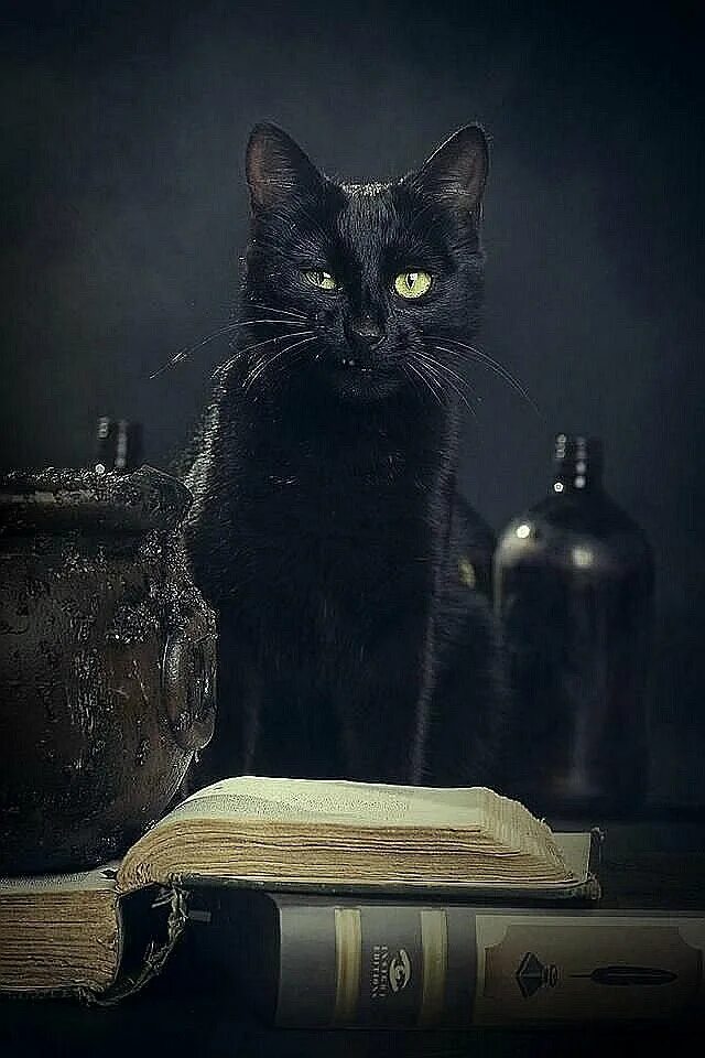 Ведьмин кот. Ведьма с котом. кот магия. мистические кошки. ведьма с черной кошкой.