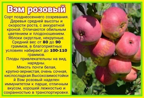 Розовый яблоня описание