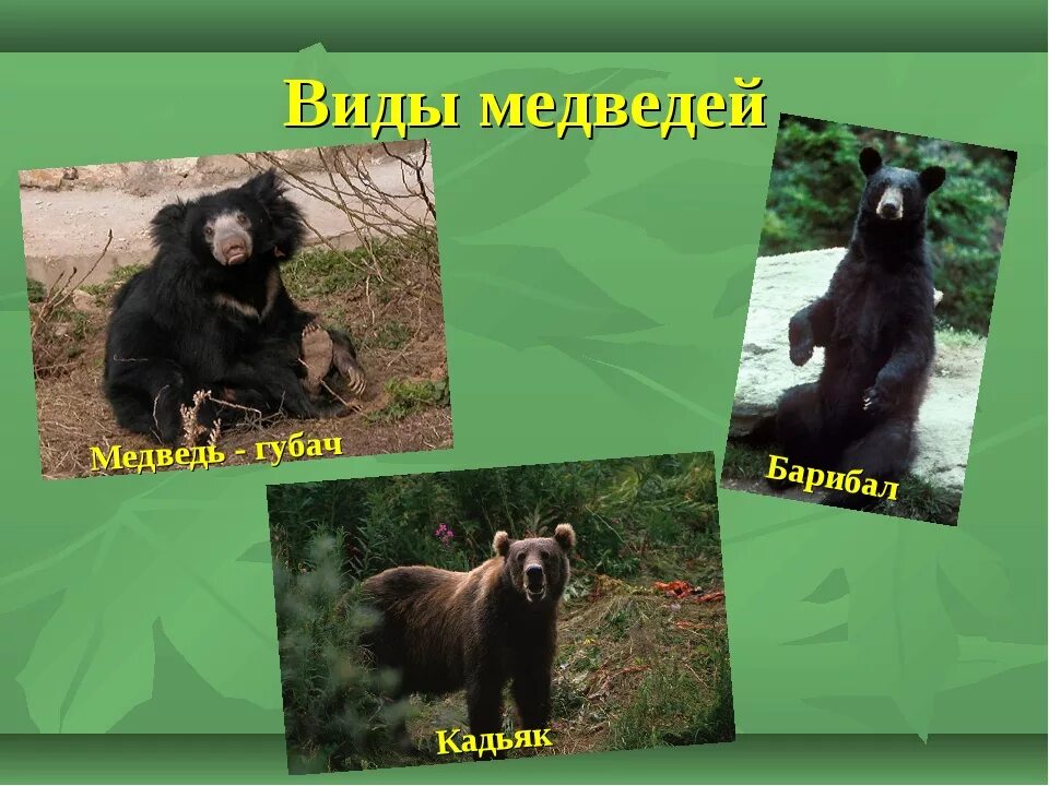 Названия про медведей. Названия про медведей. Внешний вид медведя. Виды медведей. Названия про медведей.