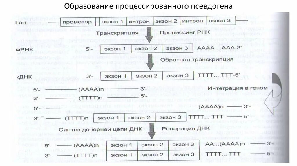 Процессированные псевдогены. Образование процессированных псевдогенов. Псевдогены строение. Процессированные гены.