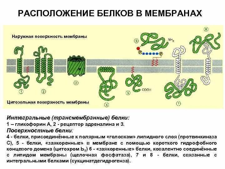 Белки мембран биохимия. Белки мембраны, трансмембранные белки. Белки мембран биохимия функции. Классификация мембранных белков. В состав входят транспортные белки