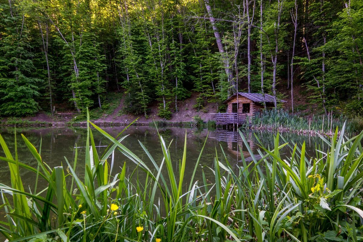 река багва болотистая. лесной прудик. тихая заводь заросший пруд тихая заводь заросший пруд. лесное озеро (forest lake). озеро летом.