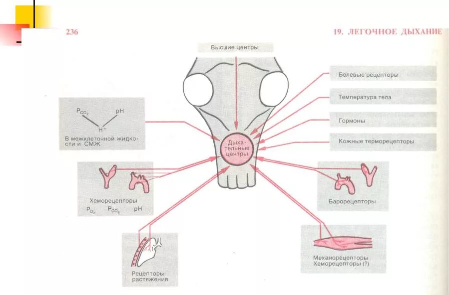 Регуляция дыхания схема начиная с хеморецептора. Рецепторы дыхания физиология. Рефлексогенные зоны дыхания. Защитные рефлексы дыхательной системы.
