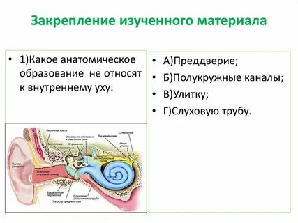 Полость внутреннего уха