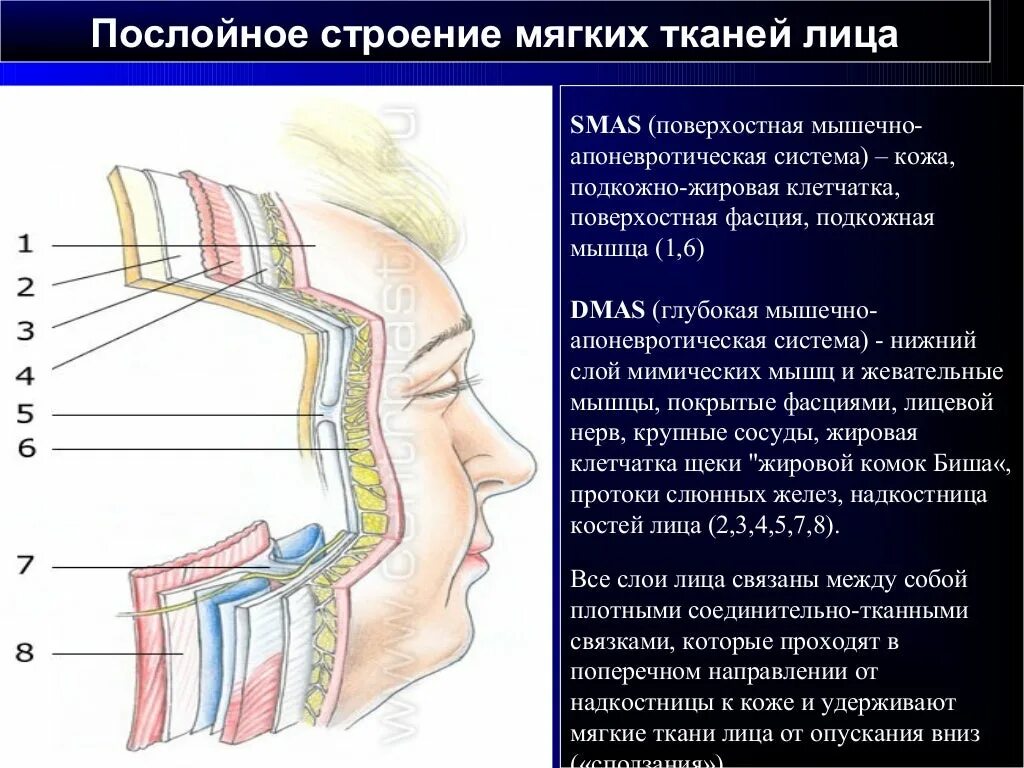 Ткани лба. Smas мышечно-апоневротический слой. Послойное строение тканей лица. Послойное строение лицевого отдела головы. Послойное строение мягких тканей.