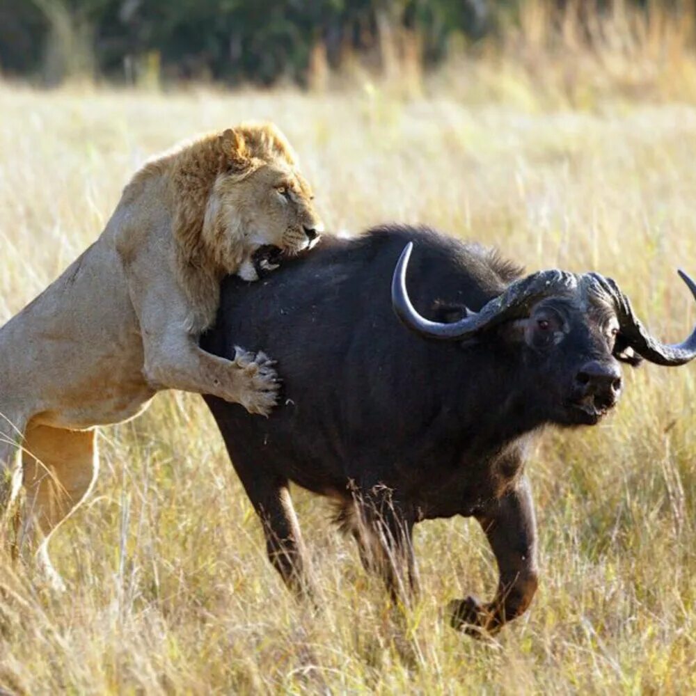 Охота Львов в дикой природе на буйволов. Лев охотится. Естественный отбор в природе.