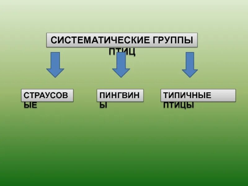 Систематические группы птиц. Систематически граппы птиц. Систематические и экологические группы птиц. Систематика группы птиц.