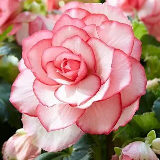 Бегония rose