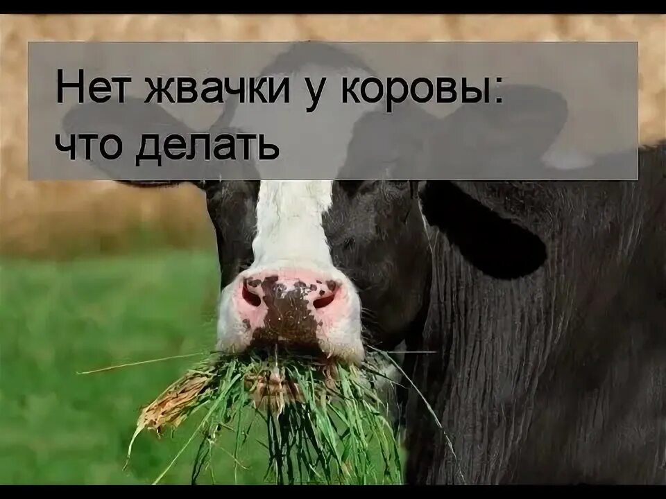 У коровы нет жвачки что