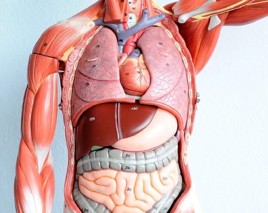 Здоровые органы человека. Строение брюшной полости 3д. Внутренности человека анатомия. Организм человека изнутри.