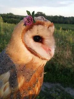 Сова персик