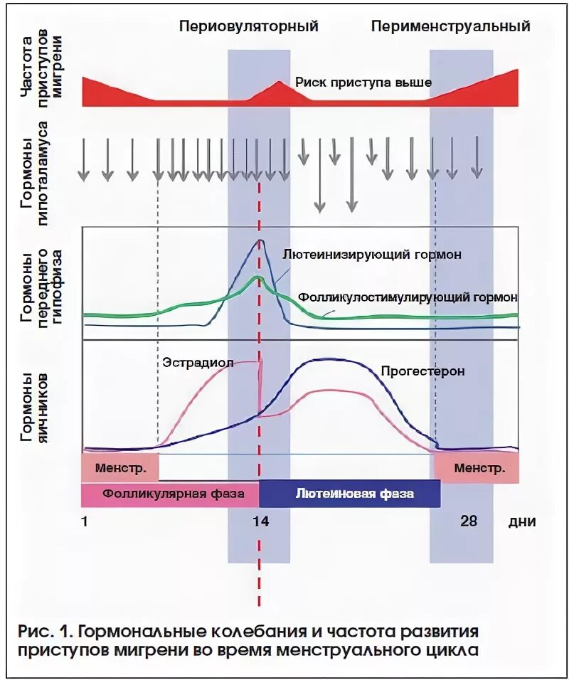 Менструально ассоциированная мигрень. Мигрень ассоциированная с менструацией. Периовуляторной фазе цикла. Периовуляторная фаза менструационного цикла.