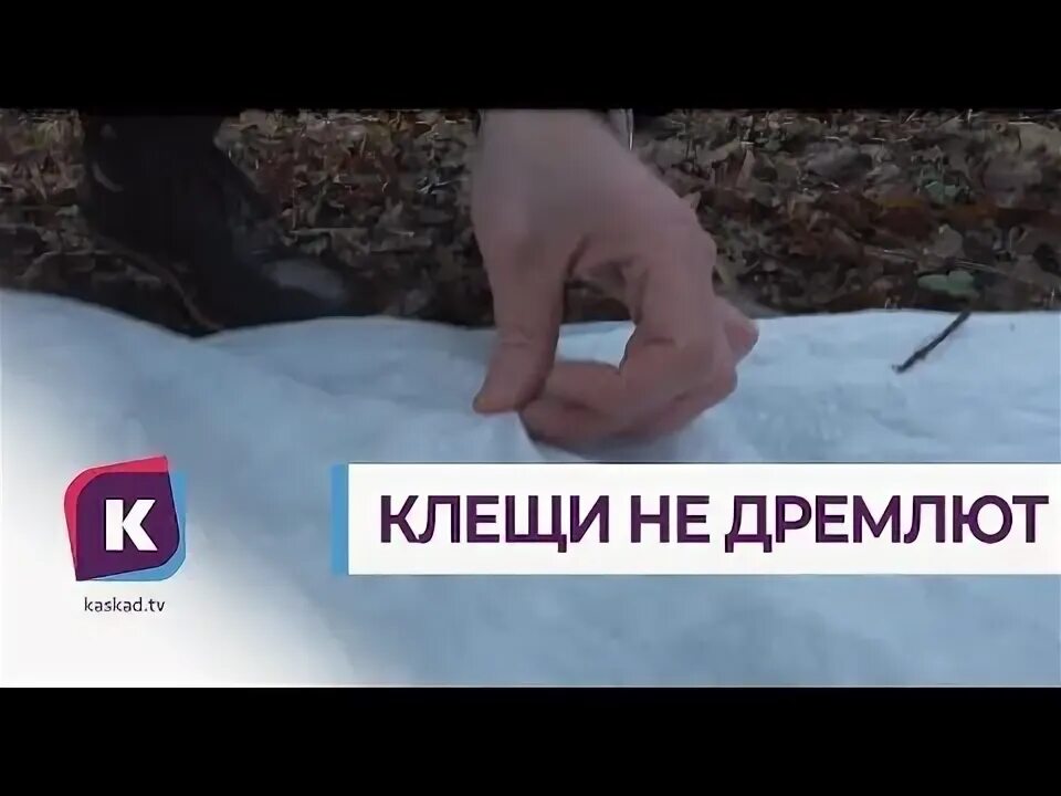 Где зимуют клещи. Где прячутся клещи зимой.