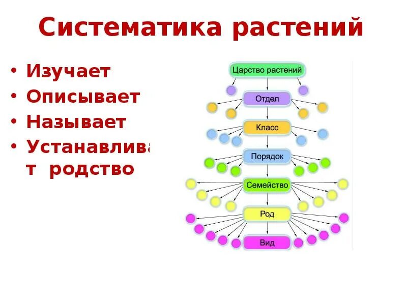 Систематика царства растений схема полная. Основы систематики растений схема. Схема систематика растений 6 класс. Ботаника систематика растений. Систематические группы схема