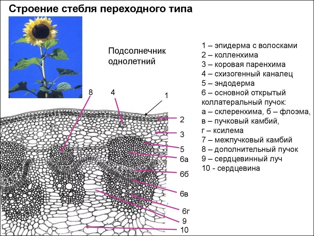 Анатомическое строение стебля травянистых растений. Анатомическое строение стебля подсолнечника. Переходное строение стебля подсолнечника. Подсолнечник однолетний срез стебля. Подсолнечник Тип строения стебля.