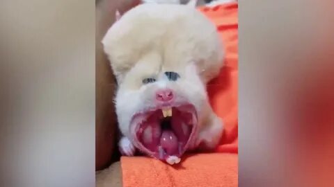 Смешные видео про животных на русском