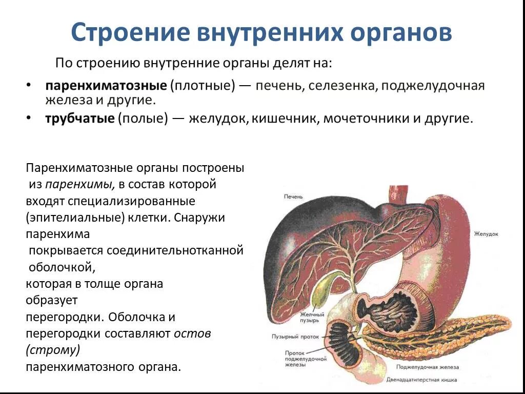 Роль печени и поджелудочной железы. Печень поджелудочная железа селезенка. Внутренние органы поджелудочная селезенка. Поджелудочная железа паренхиматозный орган. Печень селезенка поджелудочная анатомия.