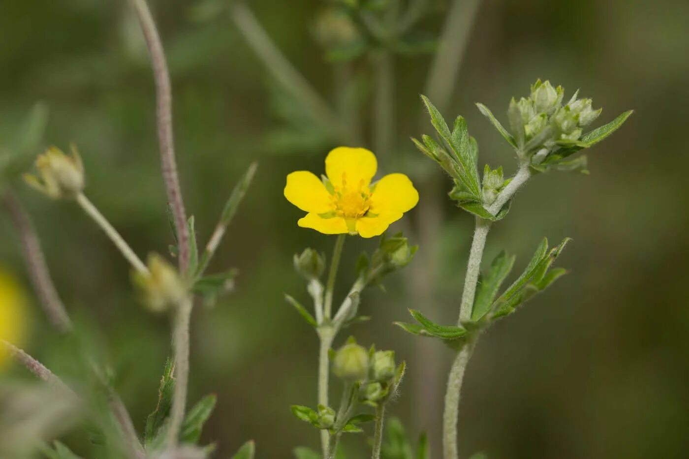 Лапчатка стебель. Лапчатка гусиная калган. Лапчатка врангелевская. Лапчатка прямостоячая potentilla erecta. Лапчатка гусиная семена.