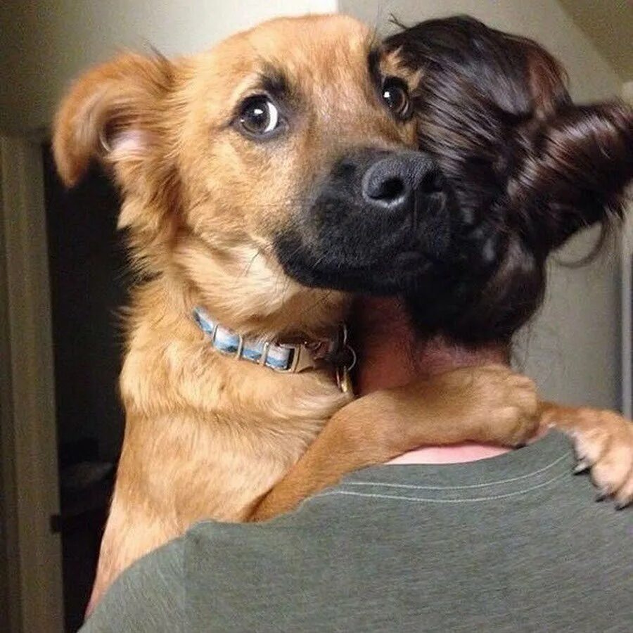 Очень нравятся собаки. Человек обнимает собаку. Собака в обнимку с хозяином. Очень нравятся собаки. Очень нравятся собаки.