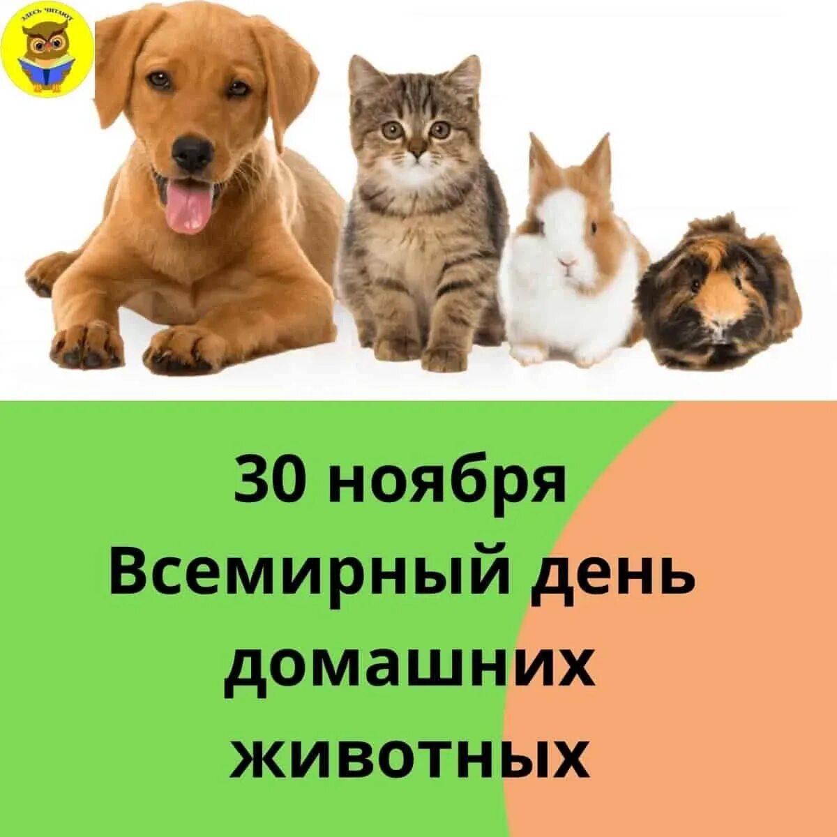 Всемирный день домашних животных. Всемирный день домашних животных 30 ноября. День домашних животных картинки. День домашних животных открытки.