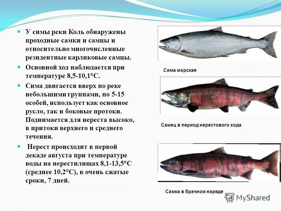 С какого возраста можно горбушу. Как отличить самку кеты от самца. кета отличие самки от самца. рыба кета отличие самца от самки. как отличить горбушу самку от самца.