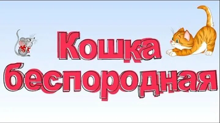 Кошка беспородная песня. Песни кошка беспородная. Кошка беспородная текст. Беспородные кошки. Беспородная ты сидишь голодная