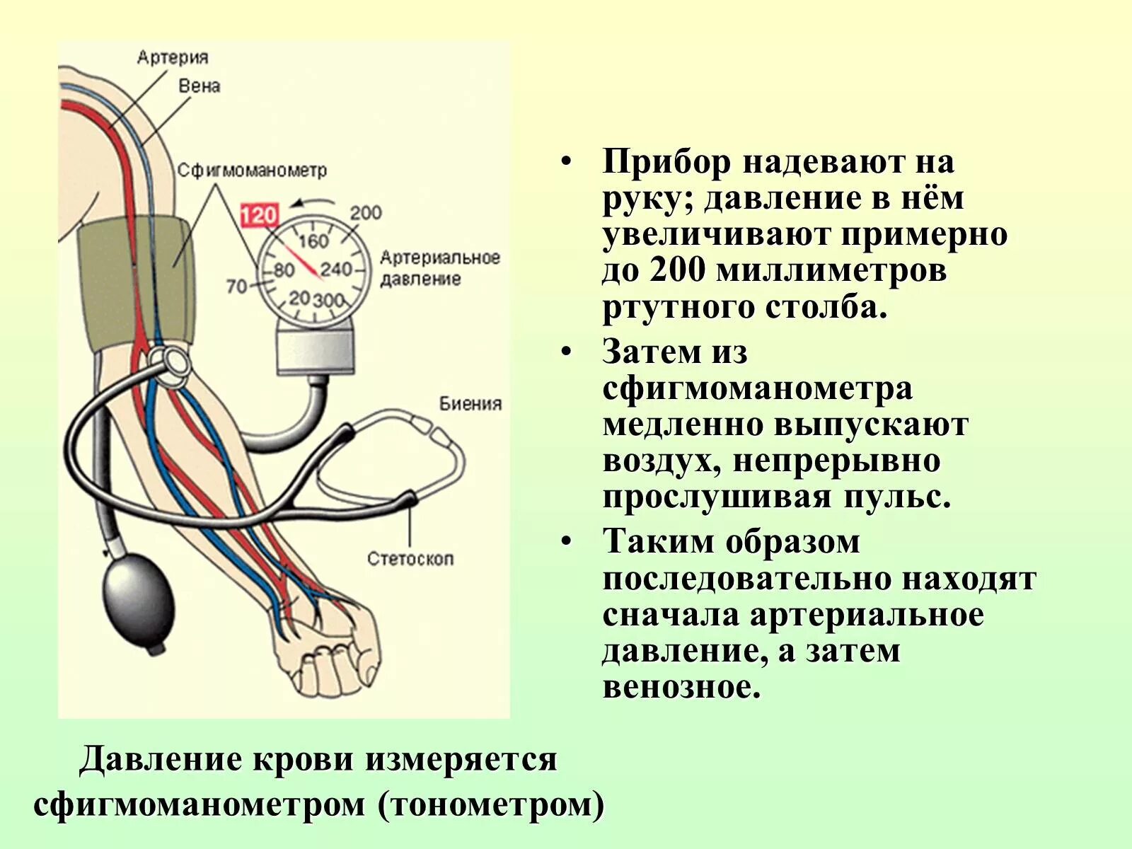 Артерии простаты. Измерение давления тонометром схема. Брошюра измерение артериального давления механическим тонометром. Кровяное давление анатомия. Что такое кровяное давление кратко.