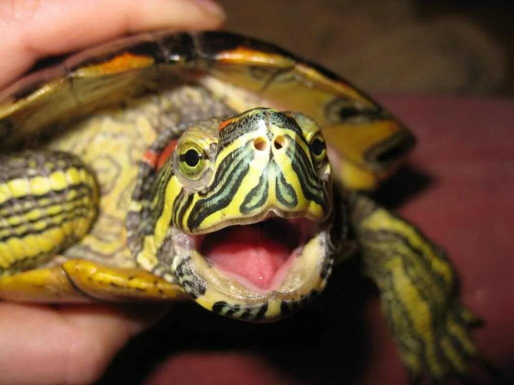 Сколько лет живут красноухие. Красноухая черепаха. Красноухие черепахи красноухие черепахи. Красноухая Пресноводная черепаха. Черепаха красноухая черепаха.