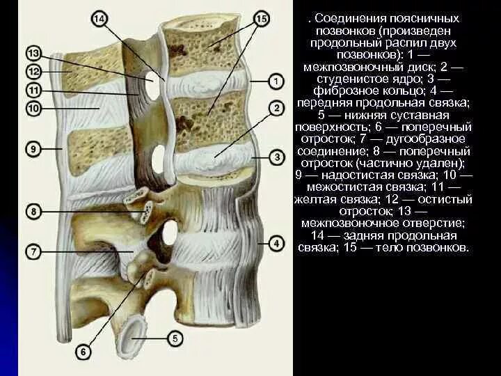 Типы соединения поясничного отдела