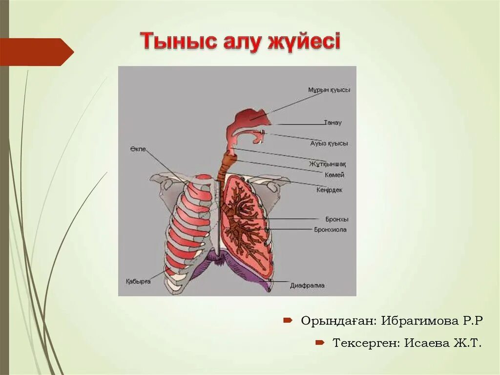 Тыныс алу мүшелері. Тыныс алу жолдары презентация. Тыныс алу 7 сынып презентация. Тыныс алу мүшелері презентация. Тыныс алу процесі презентация.