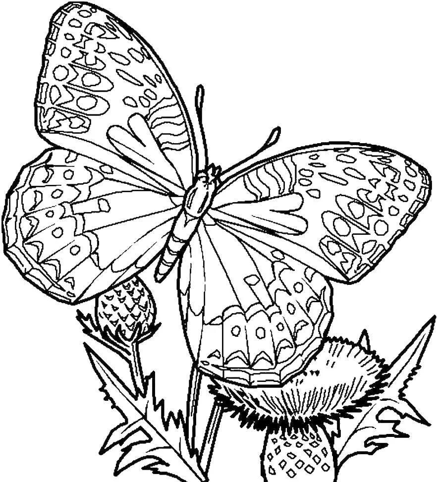 Рисунки для распечатки. Раскраска "бабочки". Бабочка раскраска для детей. Раскраски для девочек бабочки. Насекомые. Раскраска.