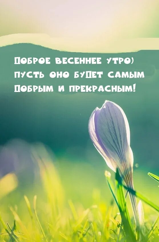 Открытки доброго утра весенние мудрые. Доброе Весеннее утро. Доброе утро с весной. С добрым утром весной.