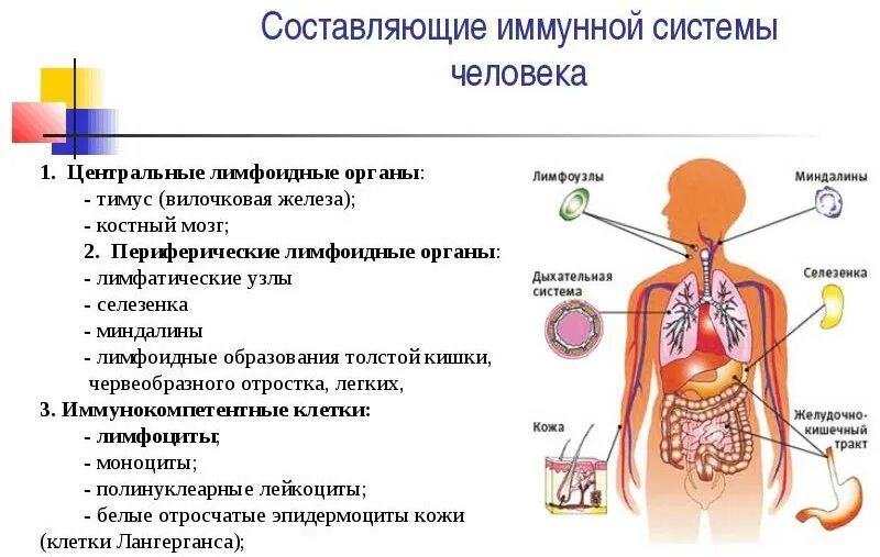 Схема иммунной системы организма человека. Иммунная система человека строение и функции таблица. Центральные и периферические органы иммунной системы схема. Схема функциональных отделов иммунной системы.