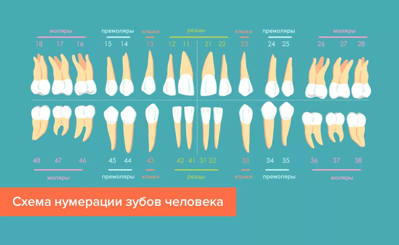Премоляры зубы анатомия человека. Зубы человека резцы клыки моляры премоляры. Зубы человека анатомия стоматология.