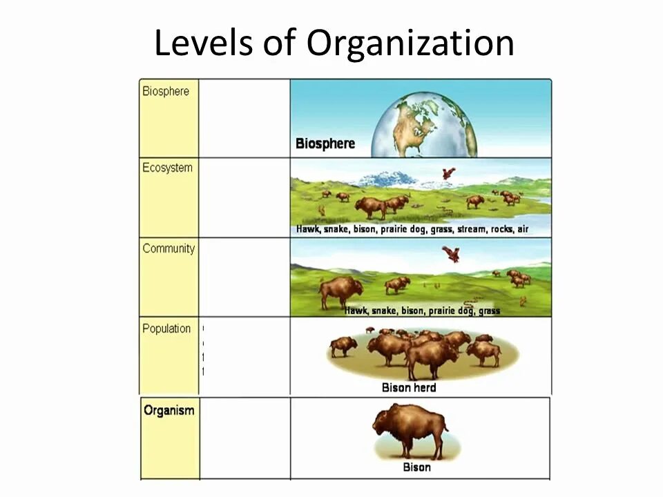 Levels of Organization. Levels of Life Organization. Level of Living Organisms Organization. Levels of Organization of Living things. Living levels